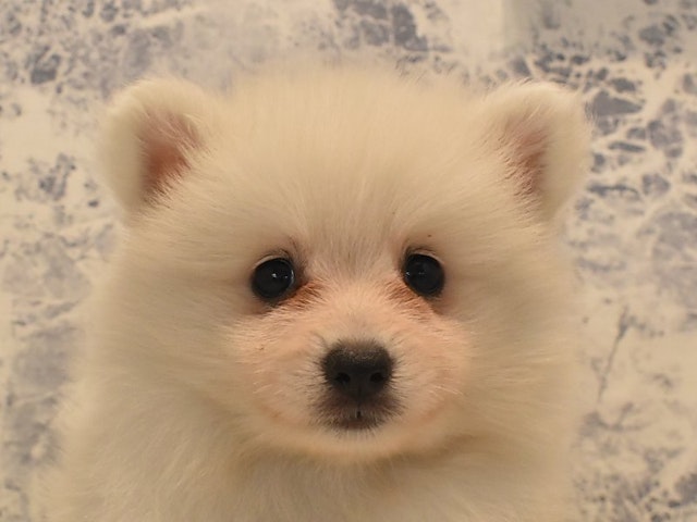 広島県の日本スピッツ (ペッツワン広島LECT店/2024年6月3日生まれ/男の子/ホワイト)の子犬